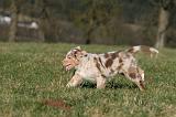 BERGER AUSTRALIEN PUPPIES 703